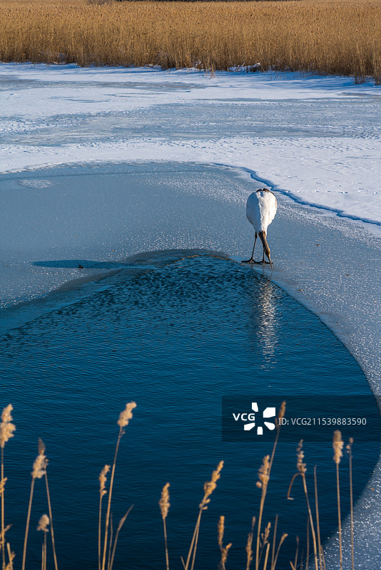 黑龙江省扎龙国家级自然保护区冬天冰湖旁边的丹顶鹤 雪地观鹤图片素材