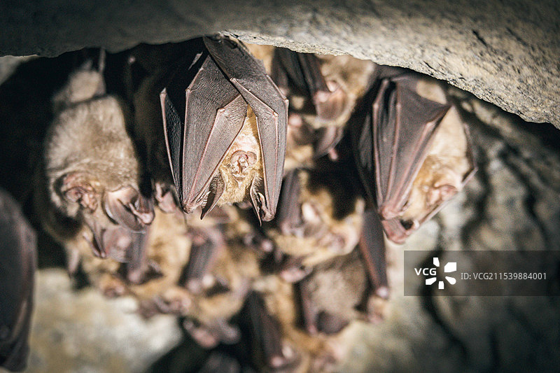 冬日之翼：狐蝠的群居生活图片素材