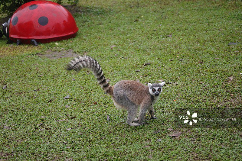 草地上的环尾狐猴特写镜头图片素材
