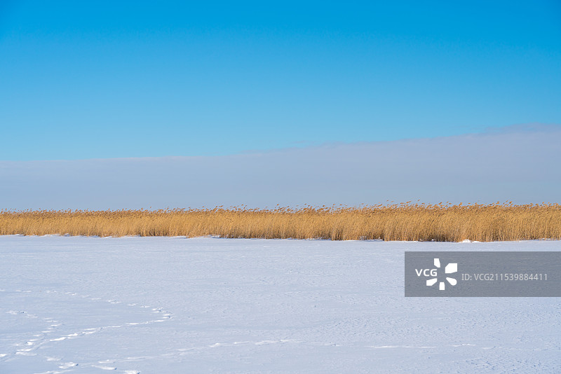冬天雪地芦苇荡风景图片素材
