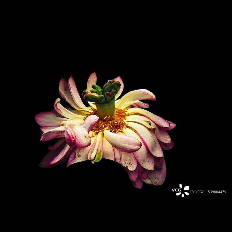 黑色背景下粉红色花朵的特写镜头图片素材