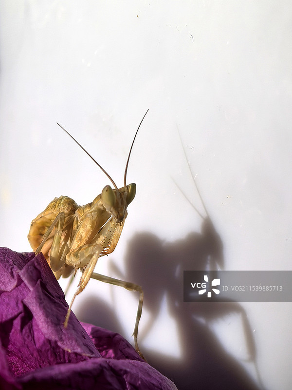 墙上昆虫特写镜头图片素材