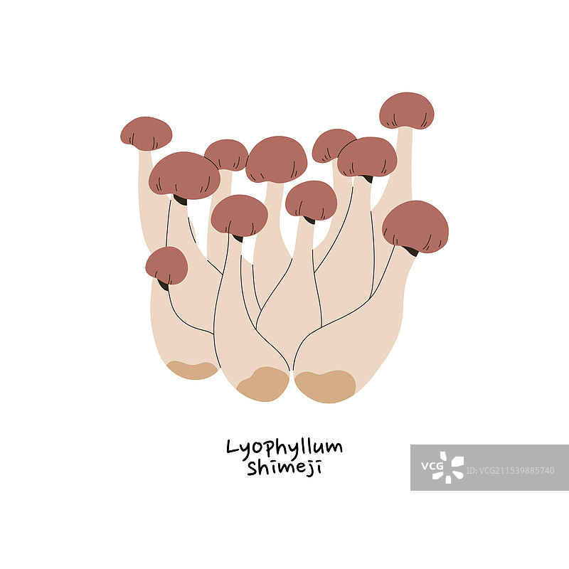 小伞菇或本伞菇图标，成群的小蘑菇图片素材