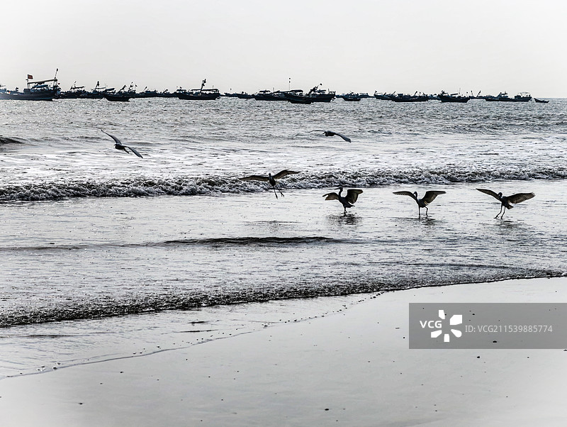 海滩上的白鹭图片素材