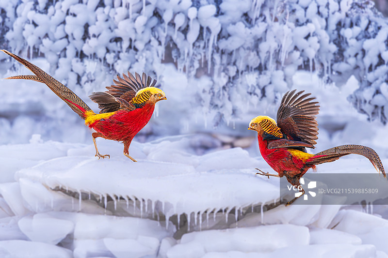 雪中的红腹锦鸡图片素材
