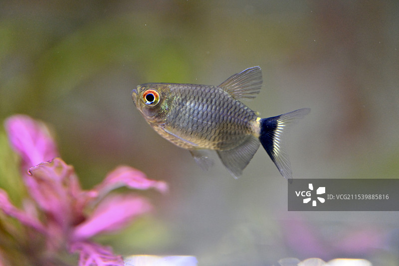 鱼在水族馆游泳的特写镜头图片素材