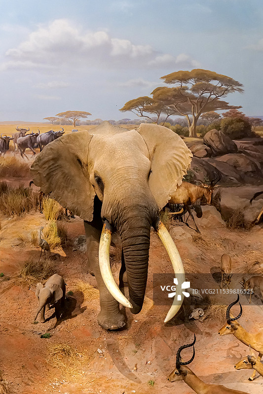 非洲象 山东博物馆“非洲野生动物大迁徙展”-旱季的塞伦盖蒂草原图片素材