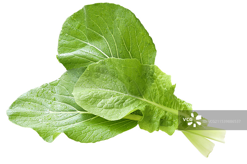 春天绿色的新鲜蔬菜叶子特写的白底图图片素材