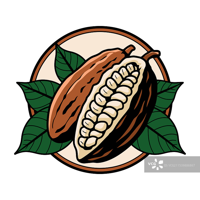 打开的可可荚，里面有可可豆和绿色叶子图片素材