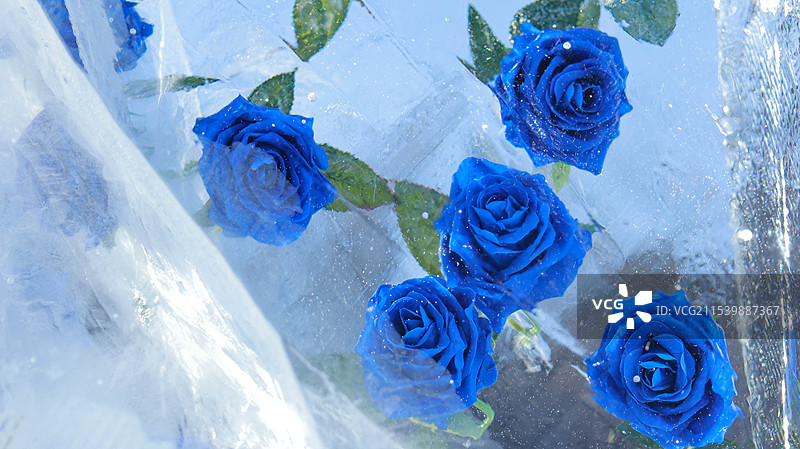冰封玫瑰图片素材