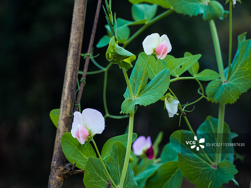菜园里的豌豆花图片素材