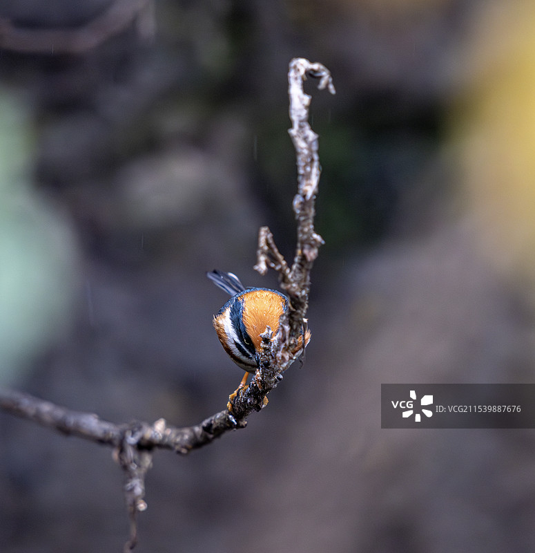 树上的红头长尾山雀图片素材
