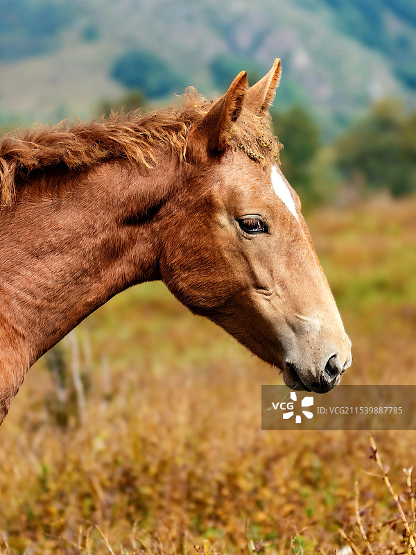 一匹马图片素材