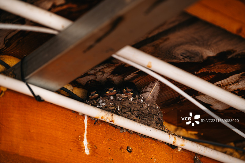 屋檐下的幼鸟图片素材