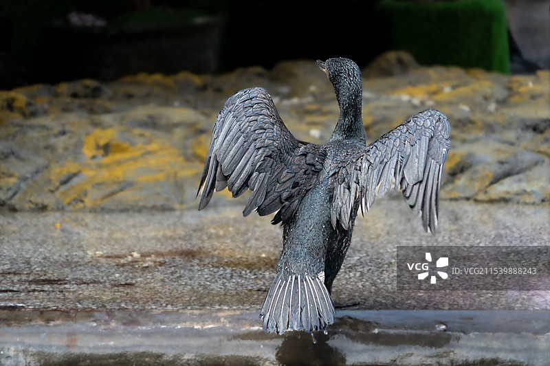 鱼鹰上岸图片素材