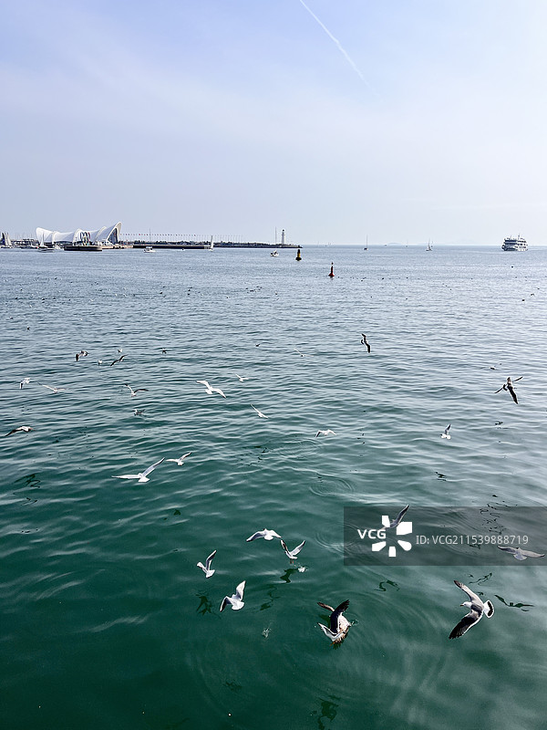海鸥逆天游泳的高角度视图图片素材