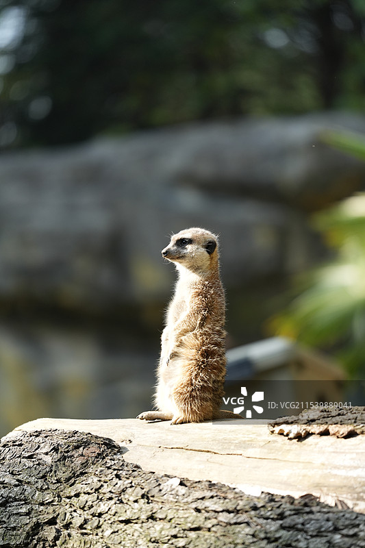 站岗的细尾獴的特写镜头图片素材