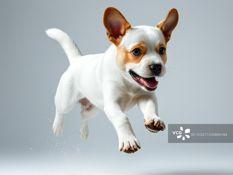 狗 宠物狗 跳跃 宠物用品 小型犬图片素材