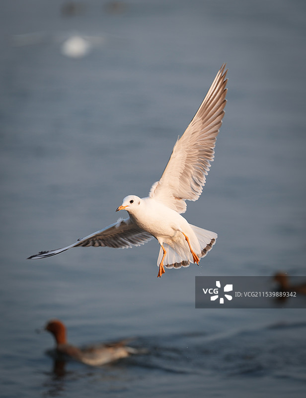 夕阳下觅食的海鸥图片素材