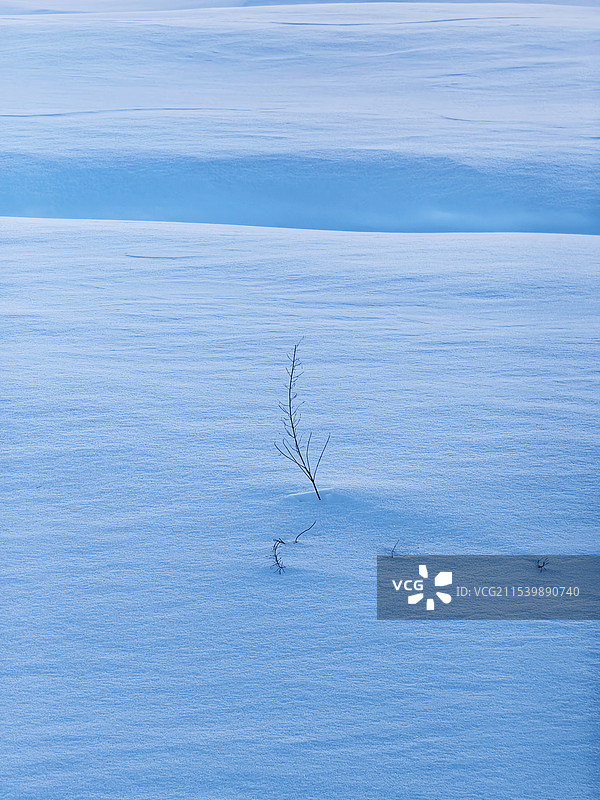 冬日雪原上的孤枝图片素材