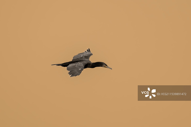 鸬鹚飞翔图片素材