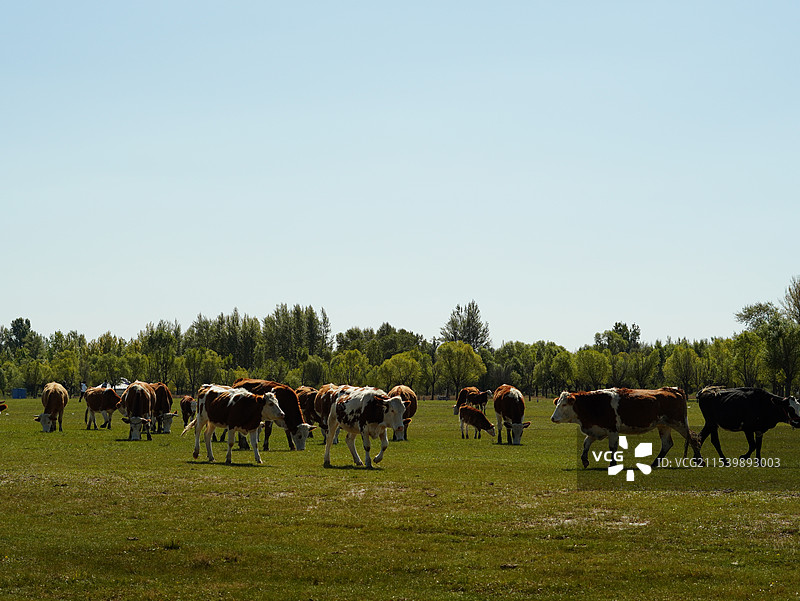 蓝天下绿色草地上健康的奶牛图片素材