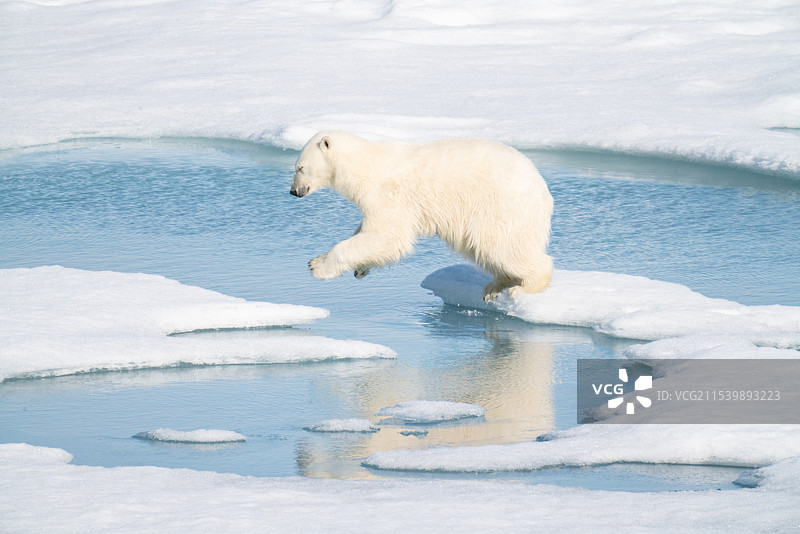 憨态可掬的北极熊图片素材