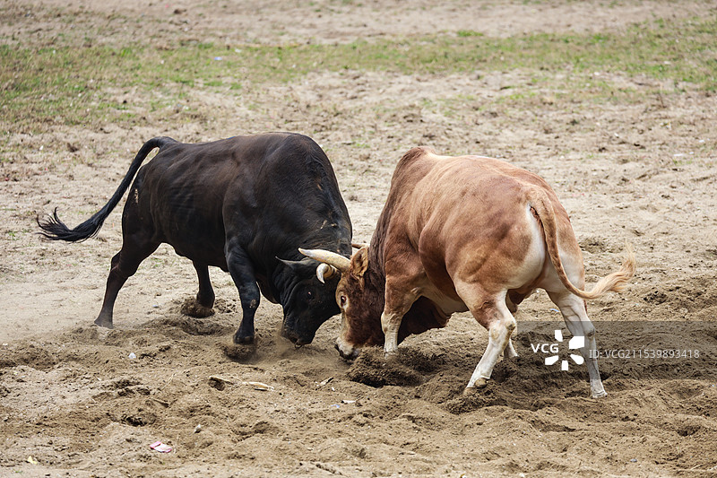 云南苗族斗牛图片素材