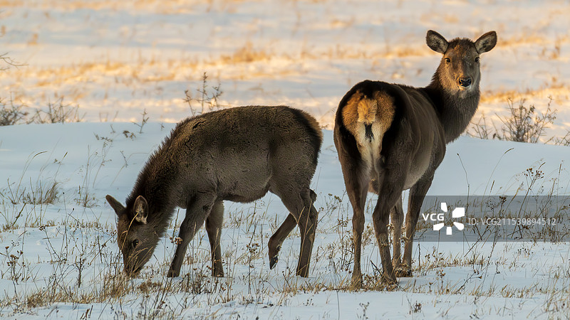 呆萌的狍子图片素材