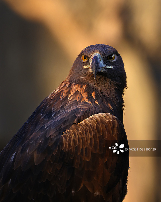 标题；霸气十足图片素材