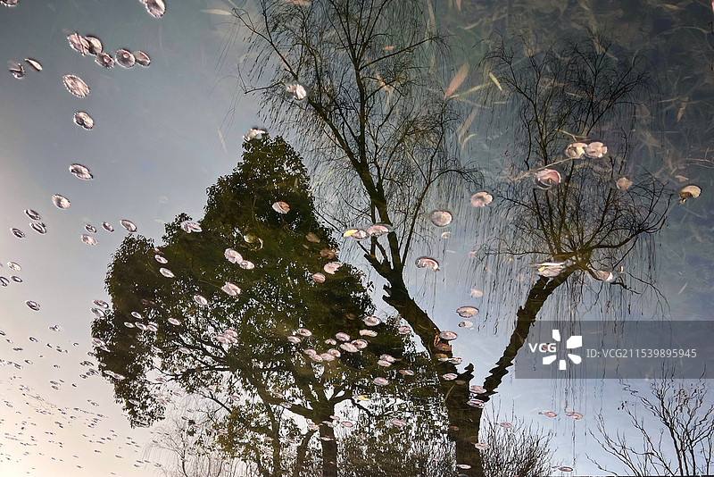 水中树影图片素材