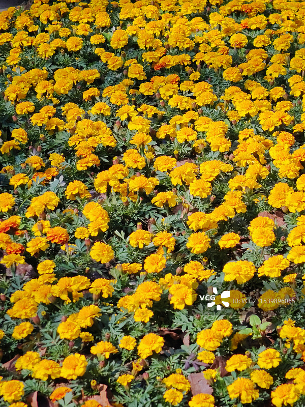 满城尽带黄金甲-冬日龙岩波斯菊图片素材