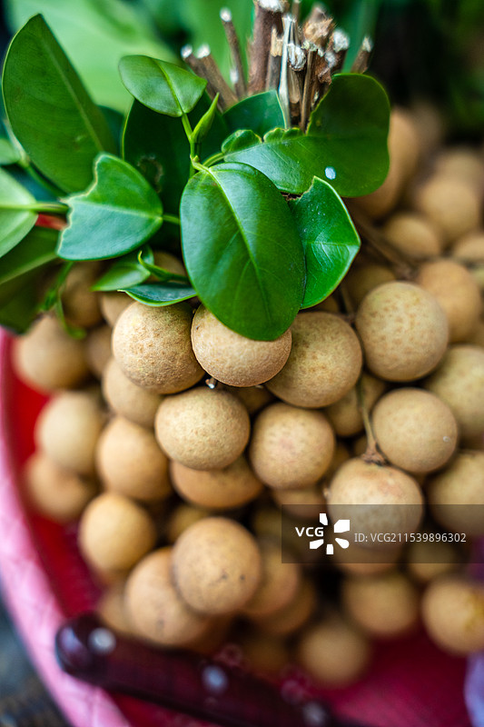 云南特色水果龙眼图片素材