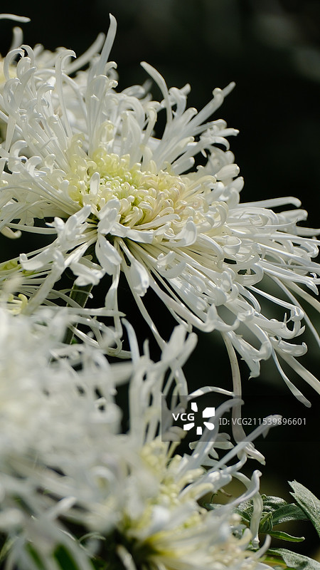 南京湖熟菊花展菊花特写金菊白菊粉菊五颜六色图片素材