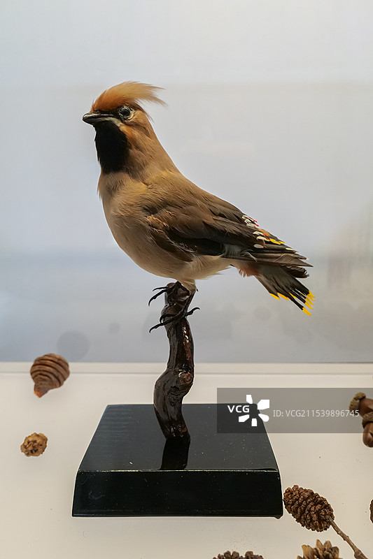 太平鸟 山东博物馆“粒程——林草种质资源科普展”图片素材