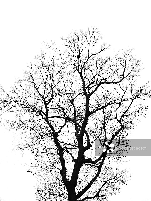 冬天的树图片素材