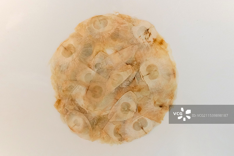 木蝴蝶植物标本图片素材