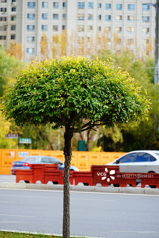 世纪大道旁点缀生命的一棵树图片素材
