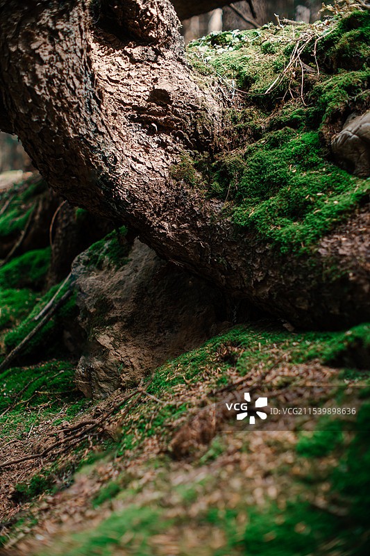 贺兰山南寺原始森林图片素材