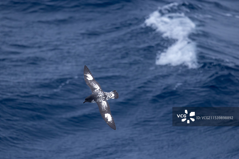 南极峡海燕图片素材