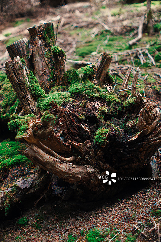 贺兰山南寺原始森林树桩图片素材