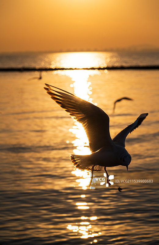 无锡鼋头渚，西伯利亚海鸥在落日余晖的映照下展现迷人的舞姿！图片素材