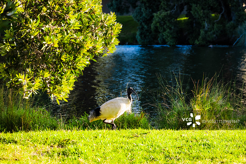 悉尼百年公园 centennial park - 澳洲白鹮图片素材