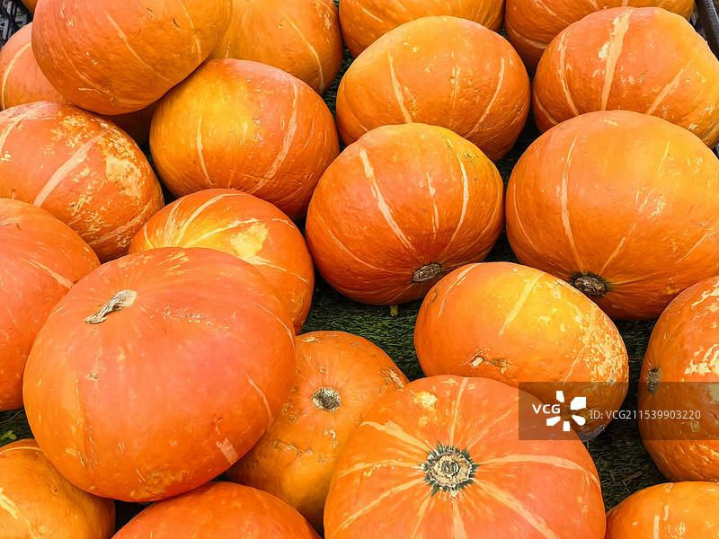 南瓜图片素材