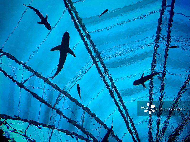 鲨鱼在头顶游弋图片素材
