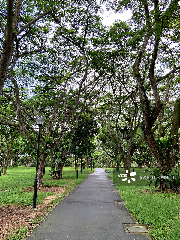 林中静道图片素材