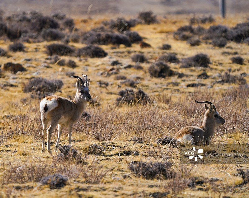 藏原羚图片素材