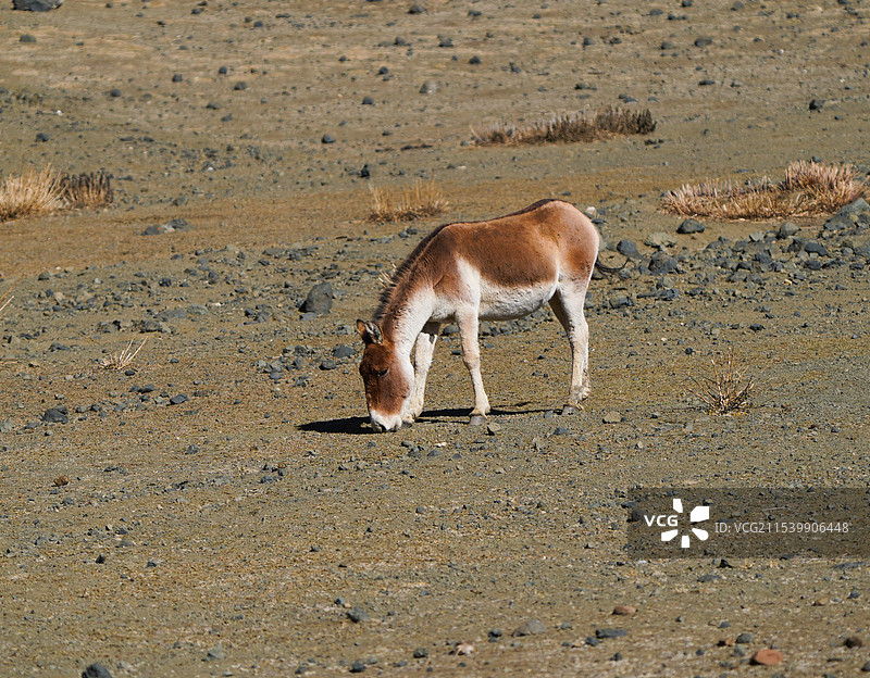 藏野驴图片素材