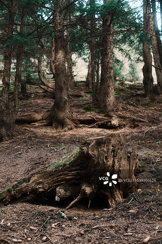 贺兰山南寺原始森林图片素材