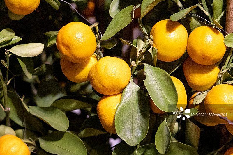 柑橘砂糖橘水果图片素材